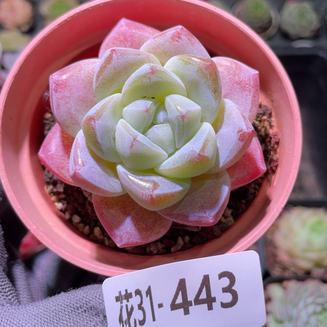 花利美31-443冰玉