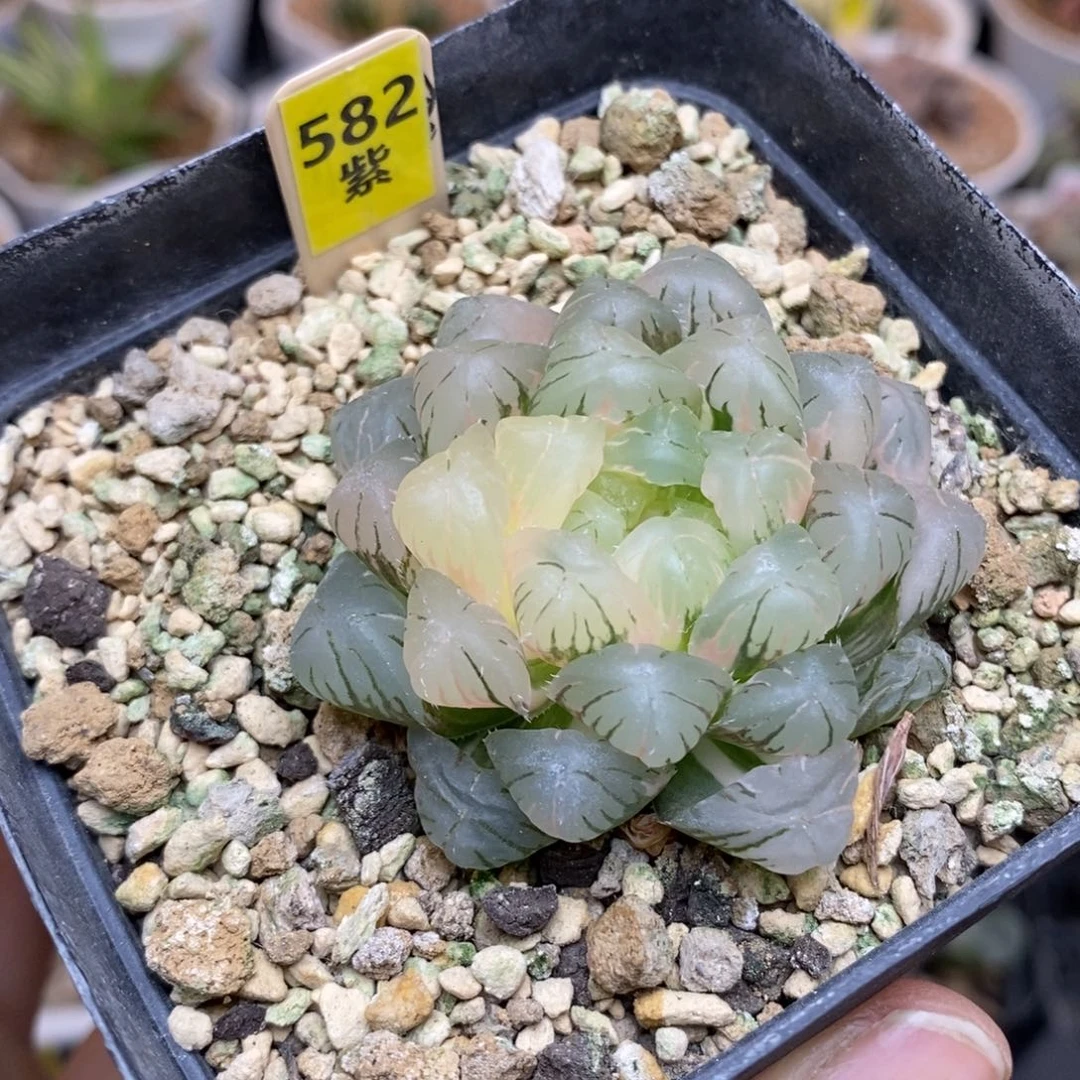 682实生玉露多肉植物