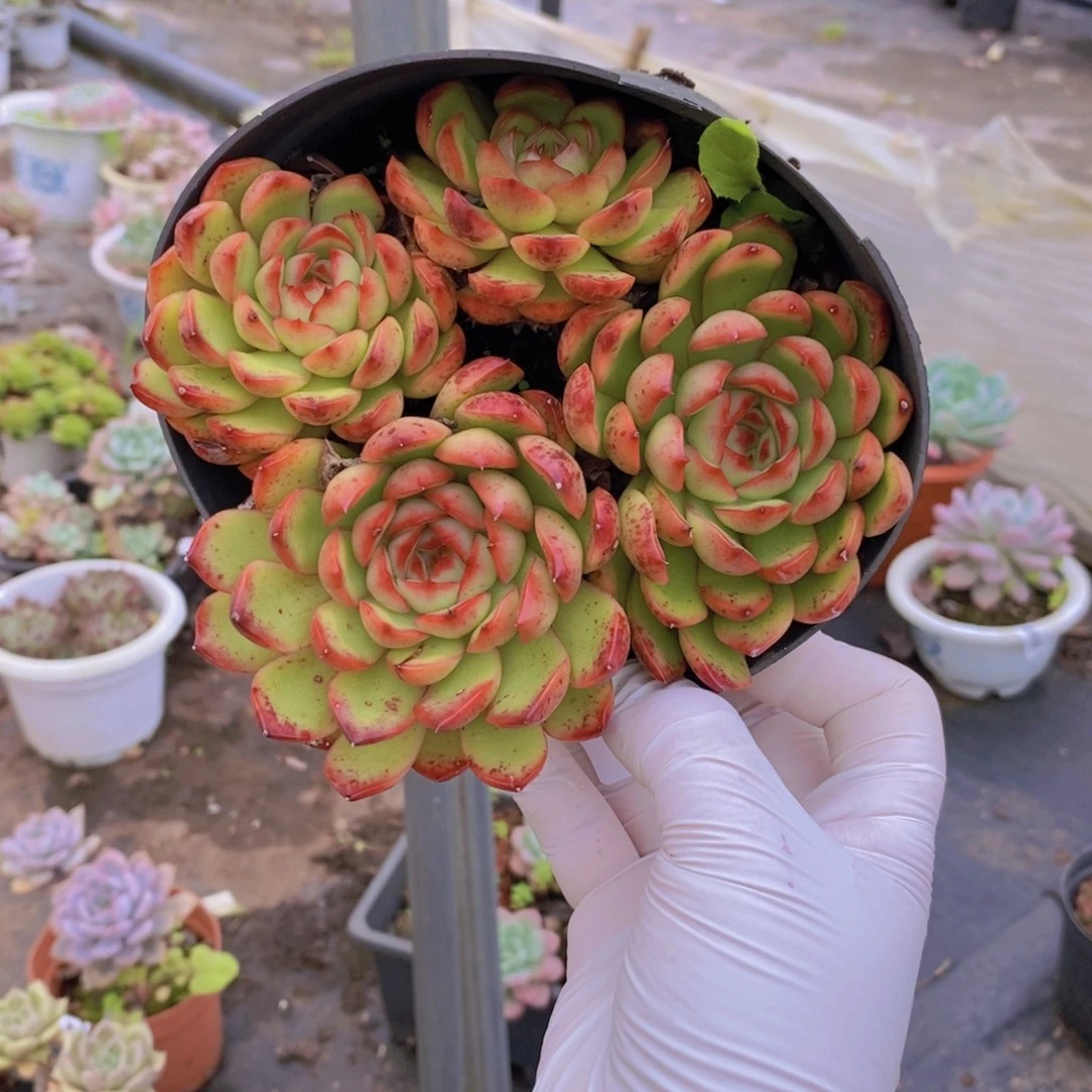 6459保利安娜一物一拍