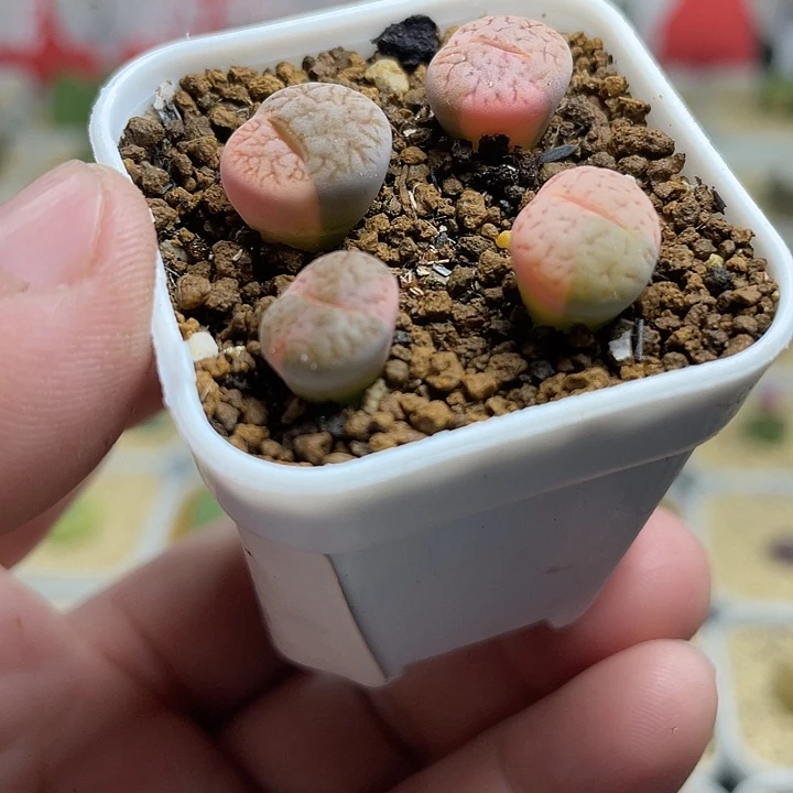 佳人园多肉生石花拉丝锦588