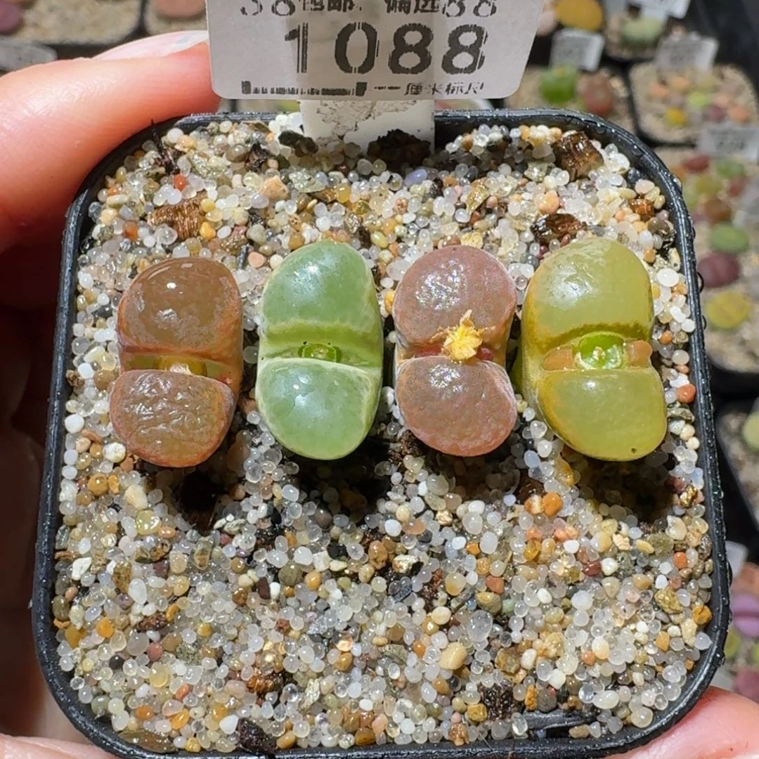 高品质生石花清清1088