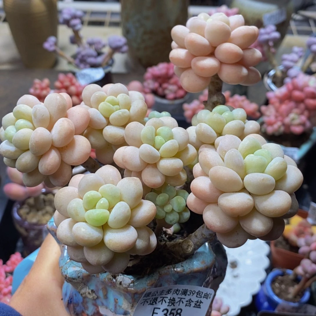 358 洛可可12 厘米