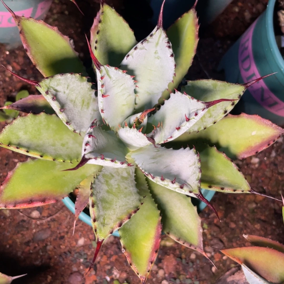 曲八8888888888888888