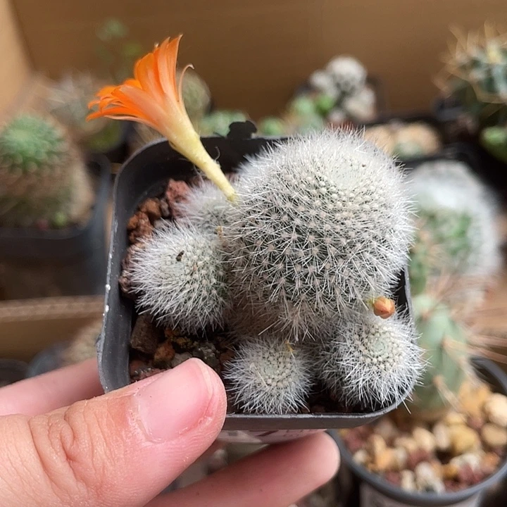 当前无花栽培后可以开花917仙人球开花植物