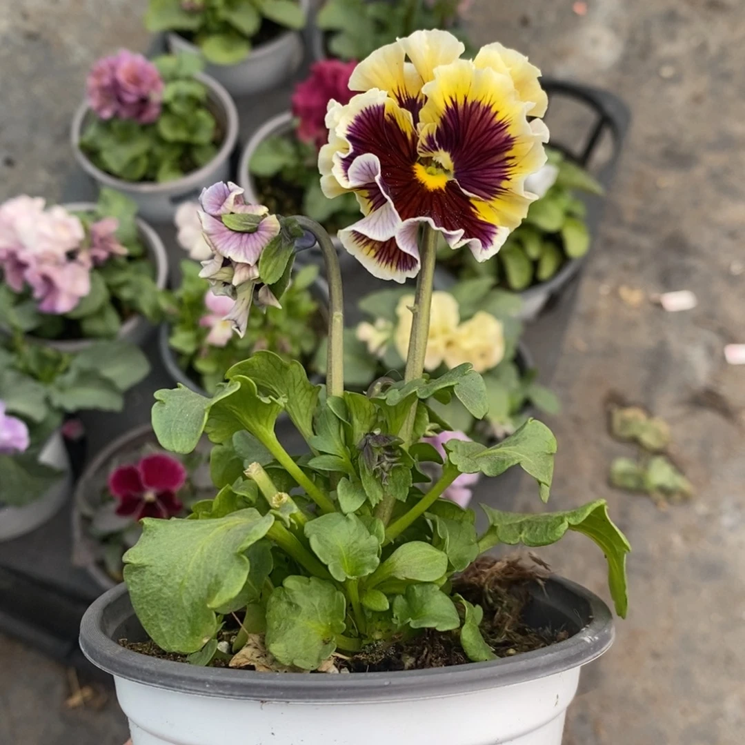 完全开放0072号不售后