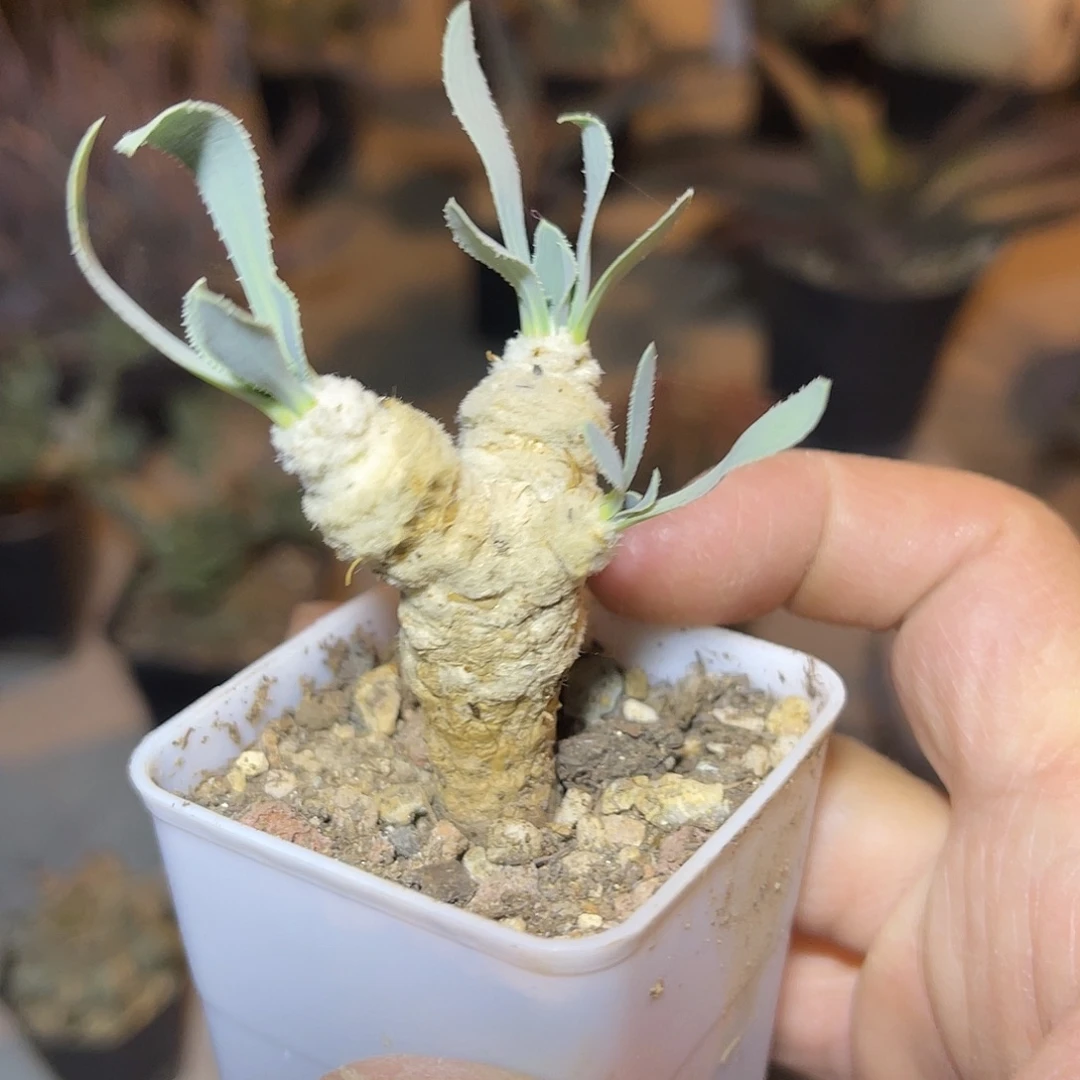 实生刨花厚敦菊一物一拍
