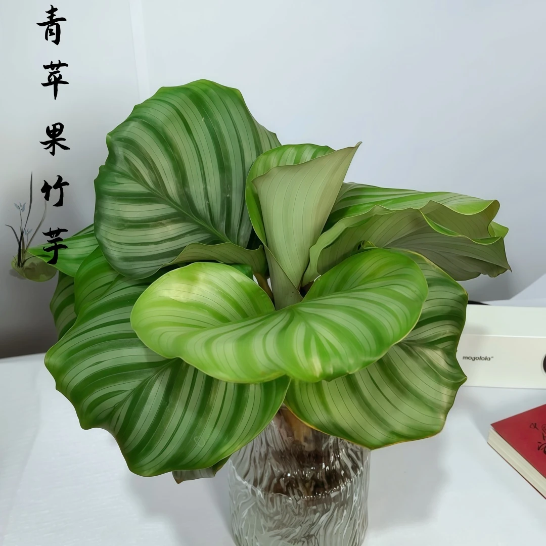 冰川玻璃瓶青苹果竹芋网红绿植室内盆栽四季常青观叶好养美观植物