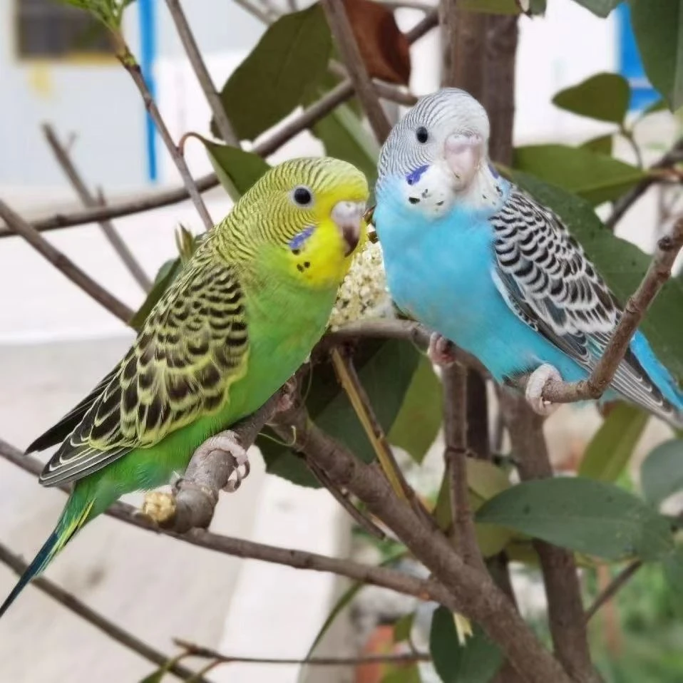 鹦鹉彩色会学说话宠物鸟观赏鸟虎皮鹦鹉小鸟