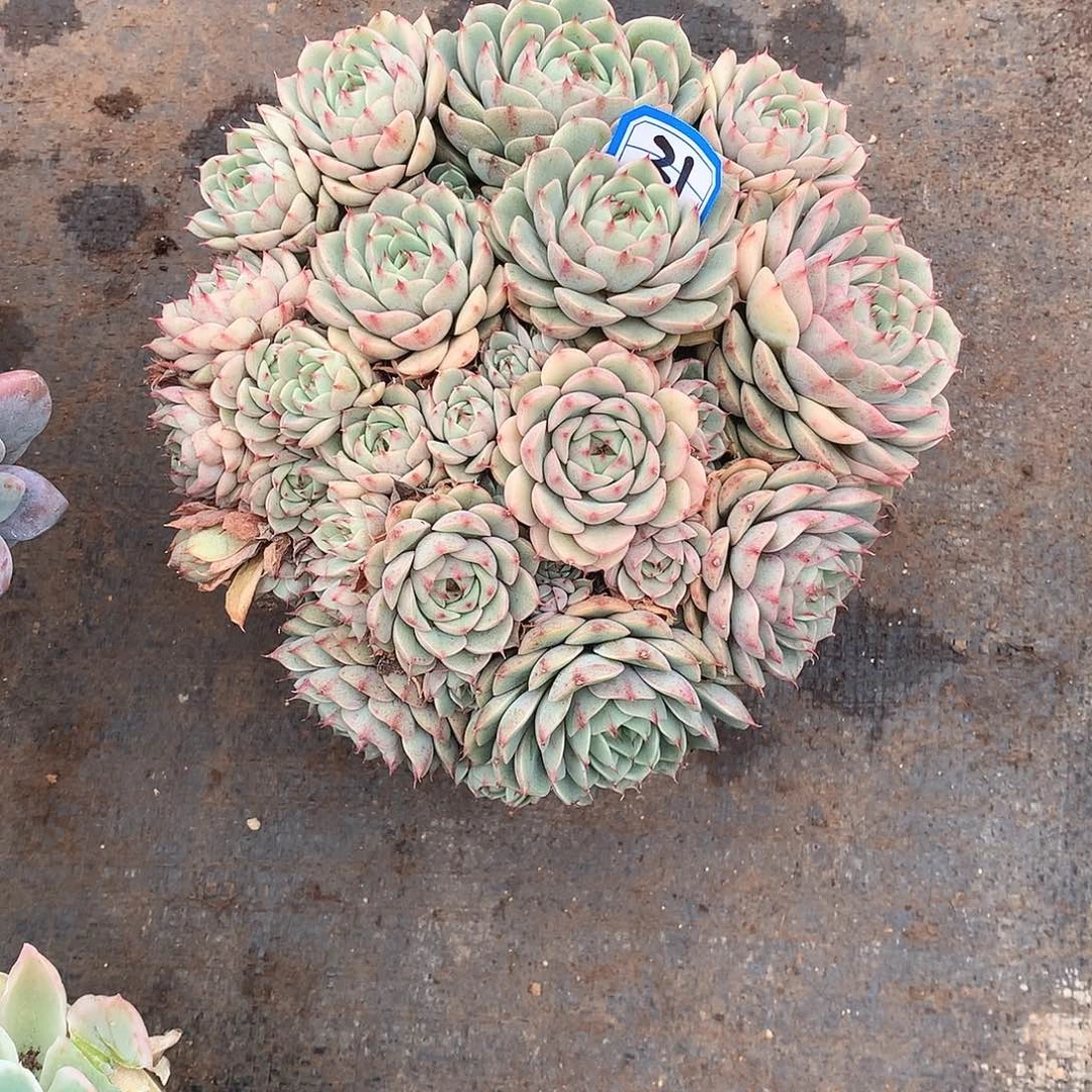 21笨巴蒂斯 一物一拍多肉