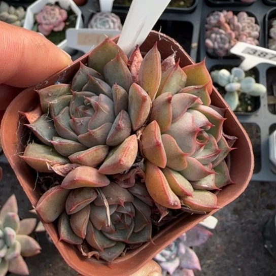 155玫瑰夫人多肉植物多