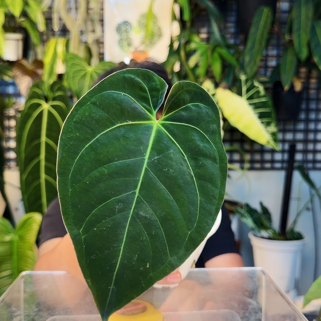 不开花植物H32黑丝绒