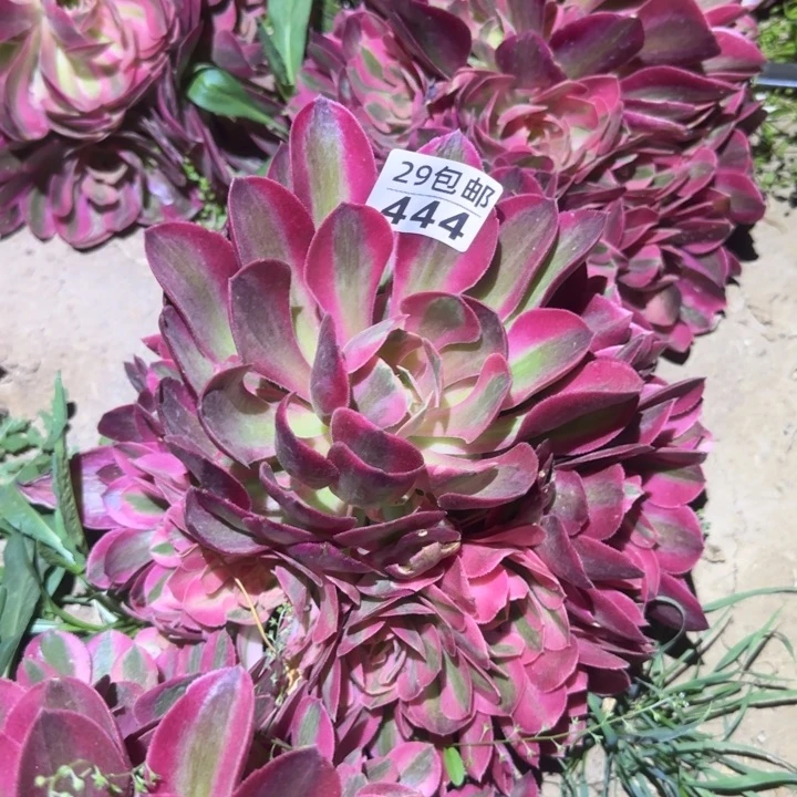 香妃……多肉植物的