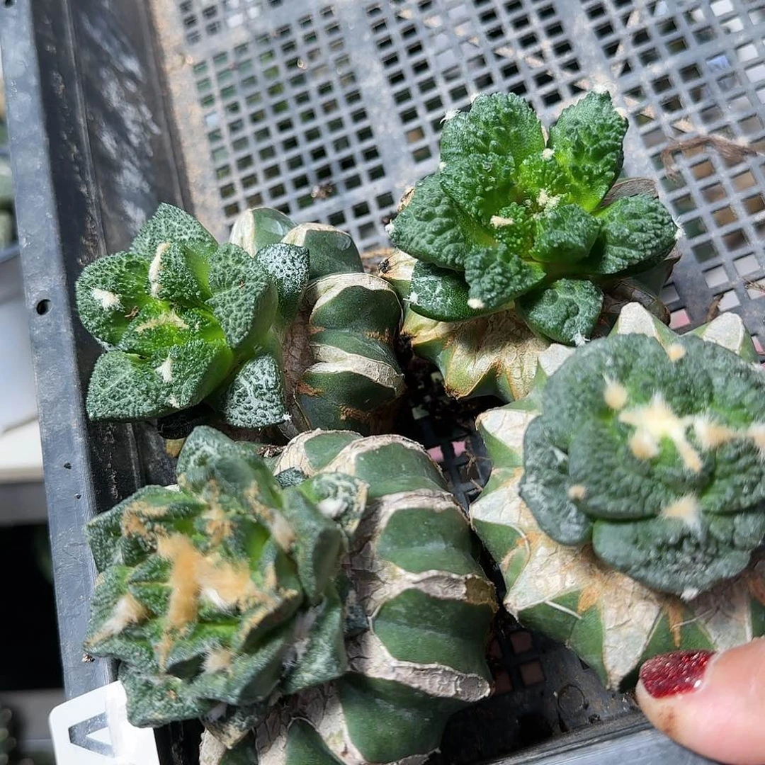 【闪购商品】无花朵四颗清货牡丹794
