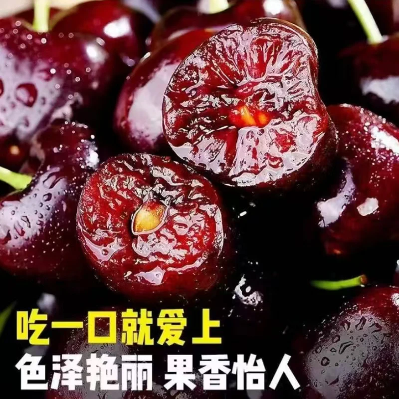【美早】礼盒包装烟台美早大樱桃五斤装京东冷链发货