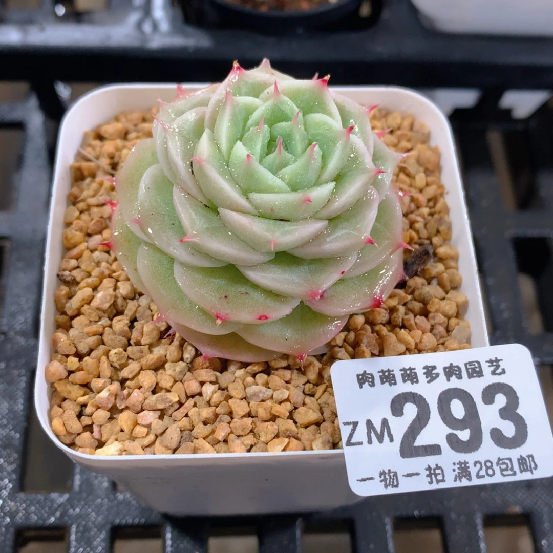 肉萌萌拇指盆精控多肉ZM293