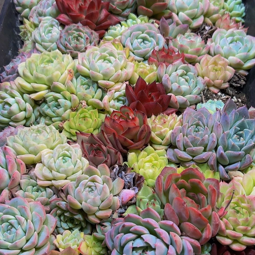 709多肉植物和植物在这里