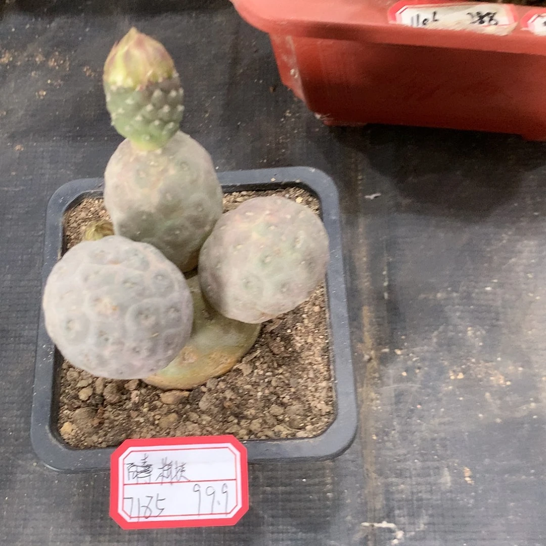 【闪购商品】四头绿皮无刺洞洞习