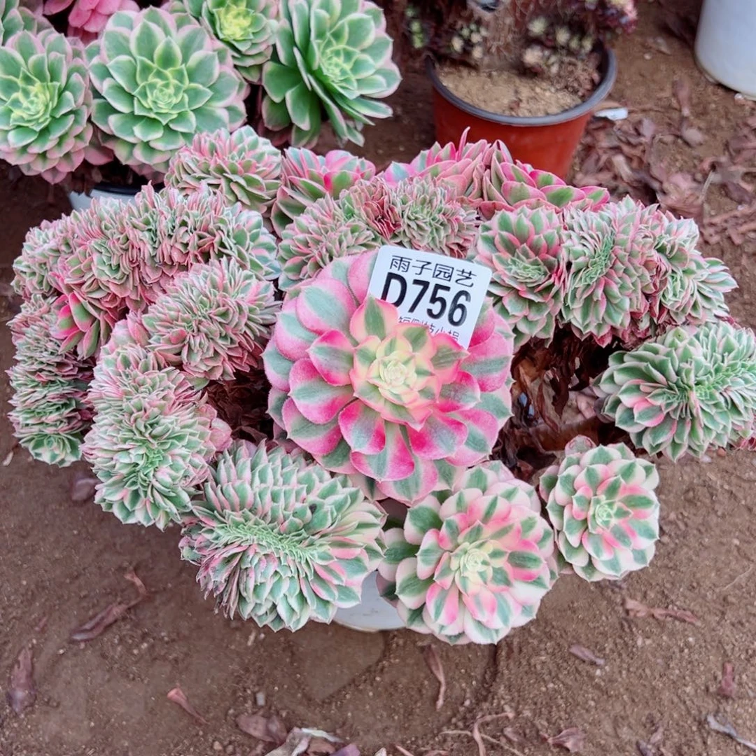 756倾城缀化雨子多肉植物