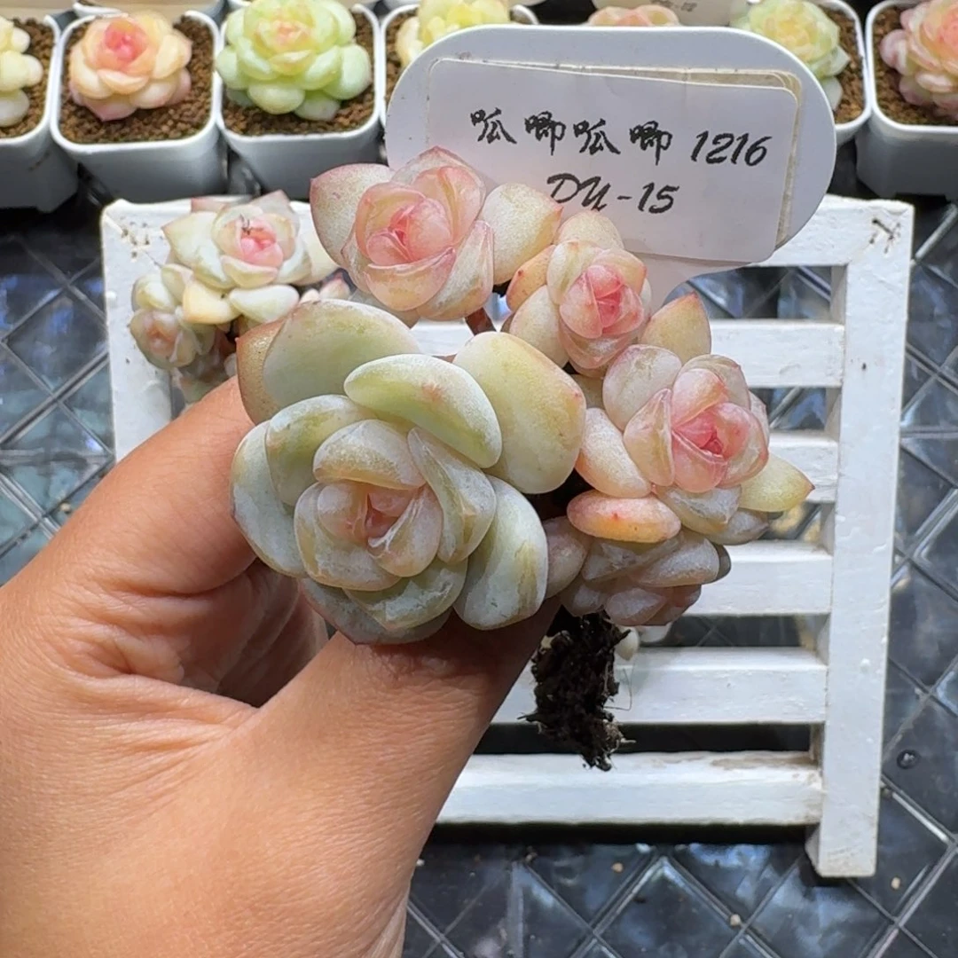 语***歌1216-015-果汁软糖