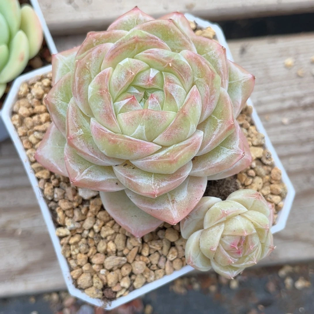 优选奶芙珍妮1401