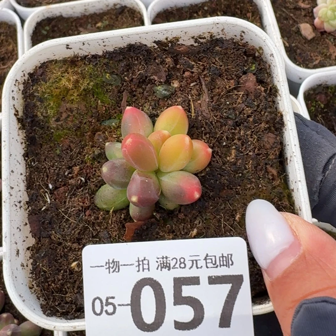 千代田无盆土发货