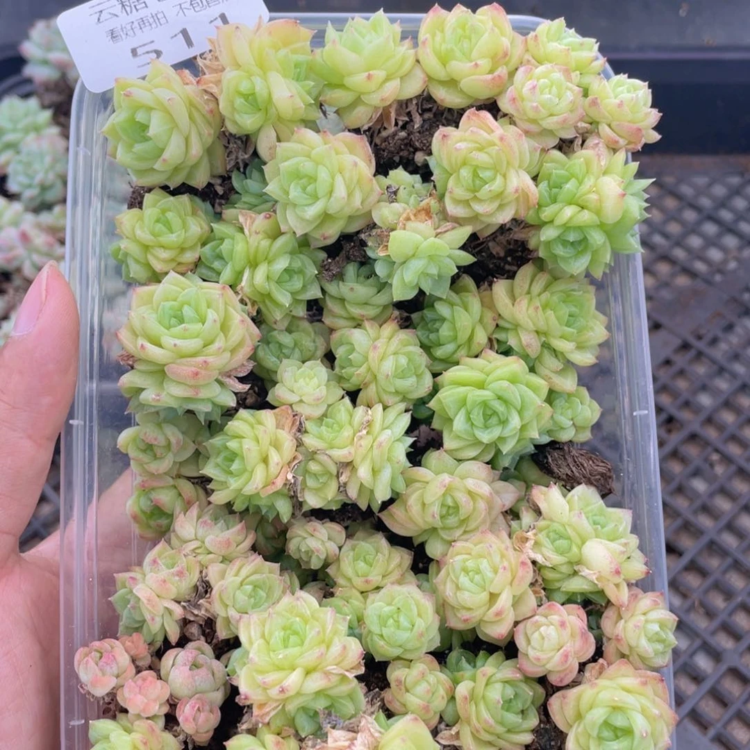 云糖心多肉植物511