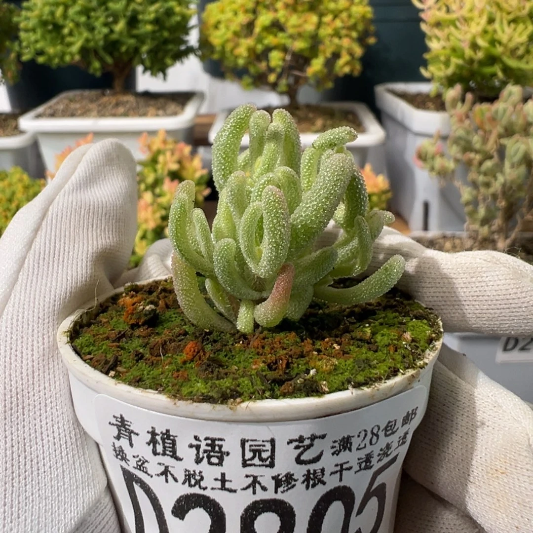 d2805橙叶白锦枝干