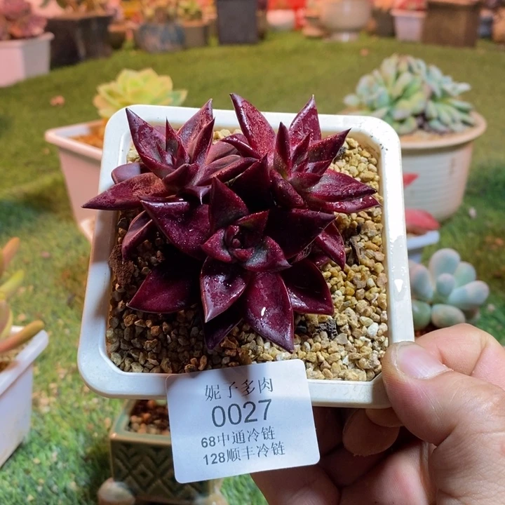0027啊啊啊啊啊啊啊啊啊啊