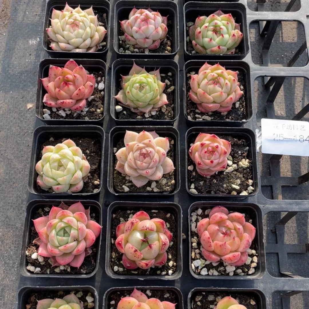 一物一拍18颗25-184