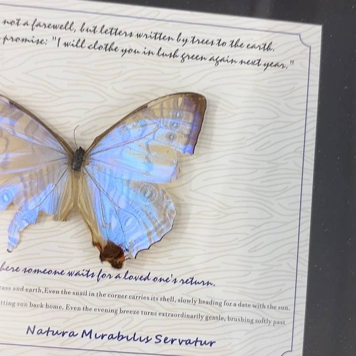 z***说蝴蝶标本定制126@