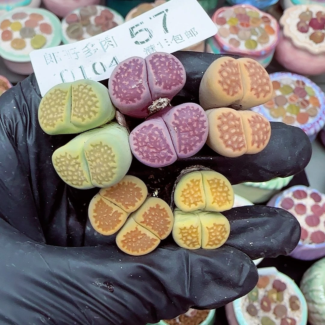 生石花满18包邮0104-57