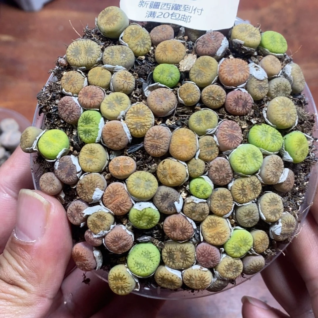 多肉蛋炒饭感谢您相伴