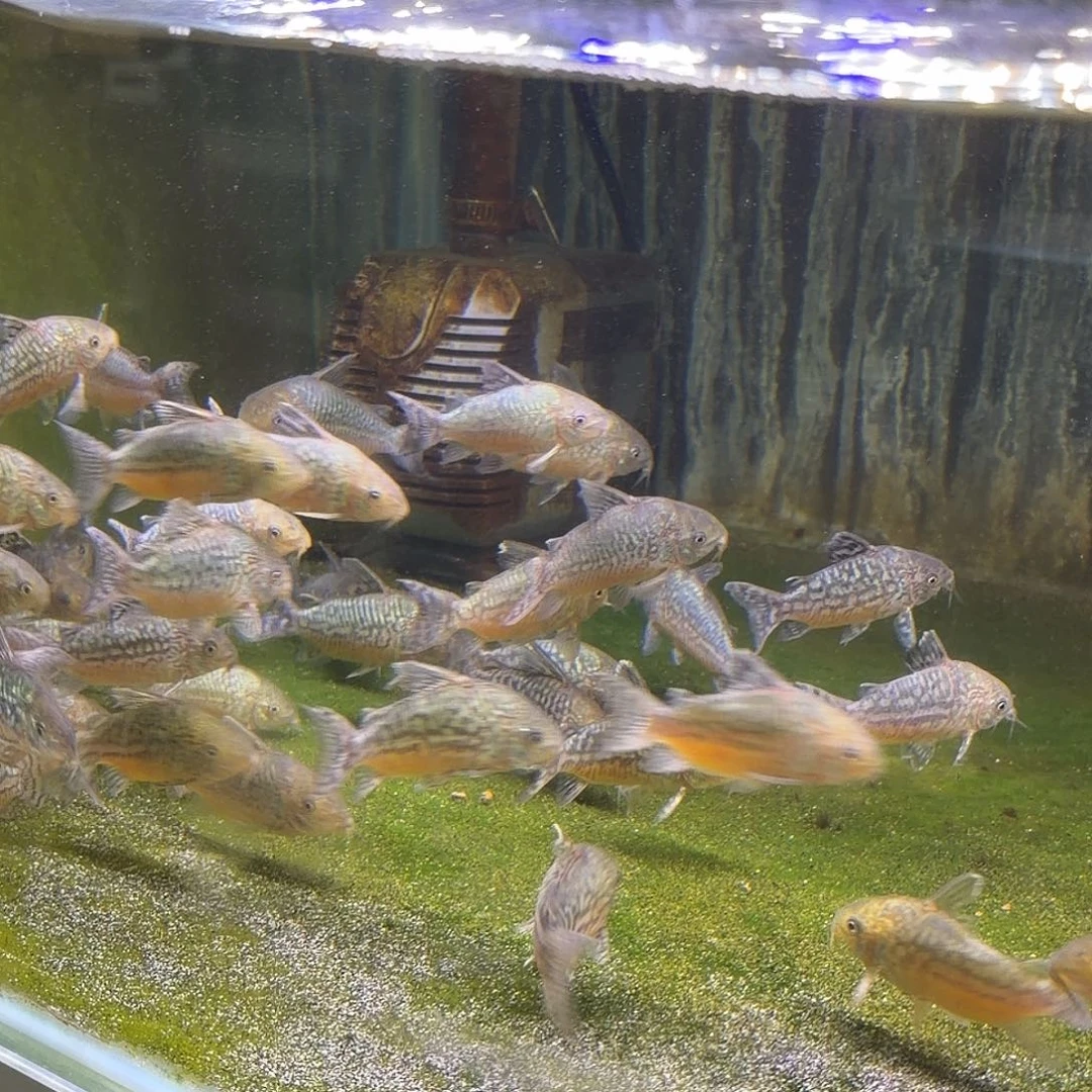 鼠鱼7-8cm爆花精品葛衣 1只不包邮 偏远勿拍