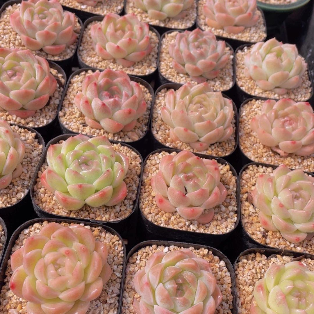 量拍104号 白桃汽水单头一个