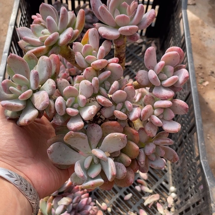 396 满20包邮脱土发货