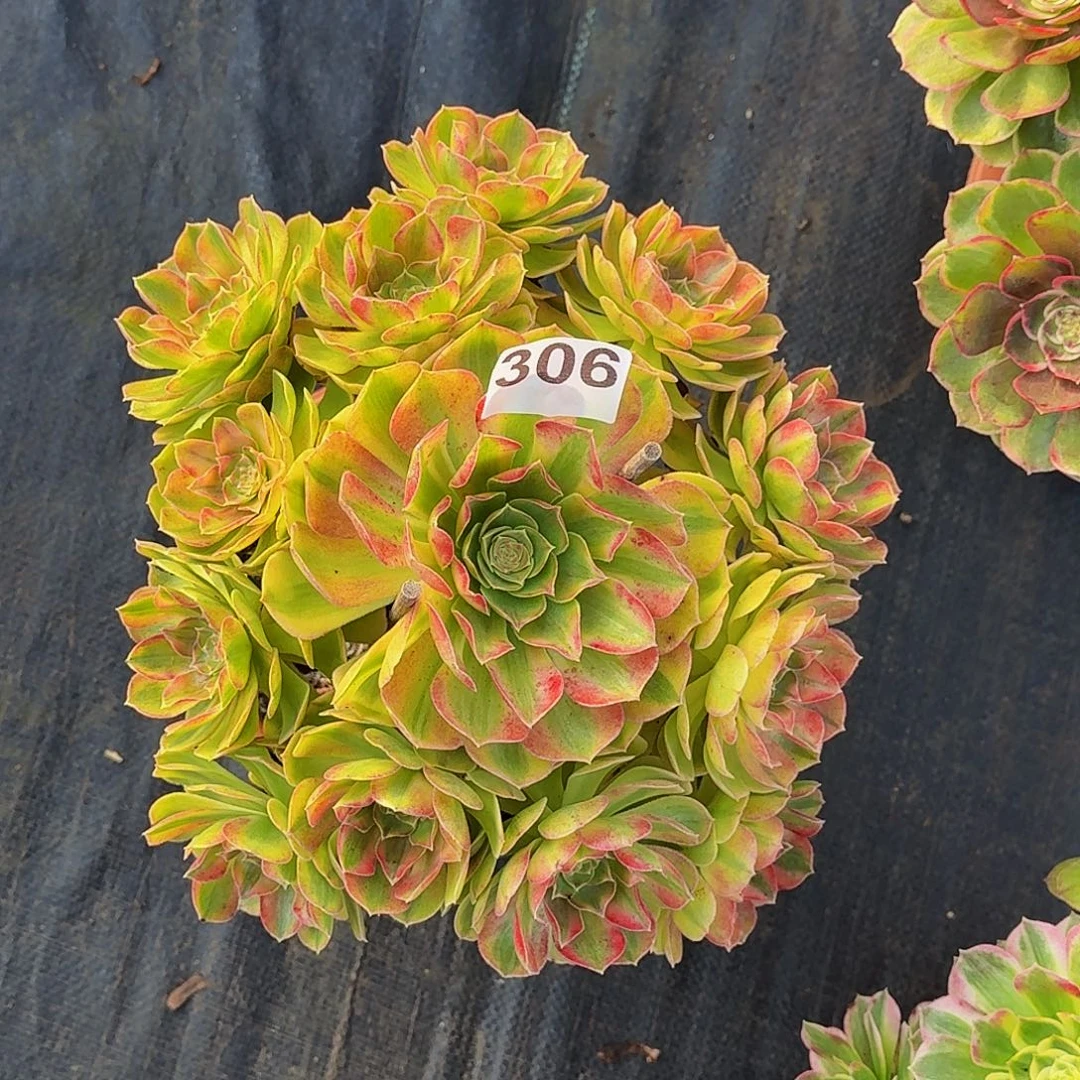 306雨河冠服27公分