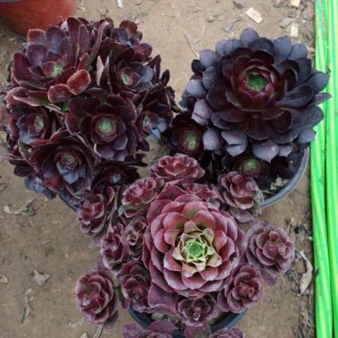 多肉法师三颗组合