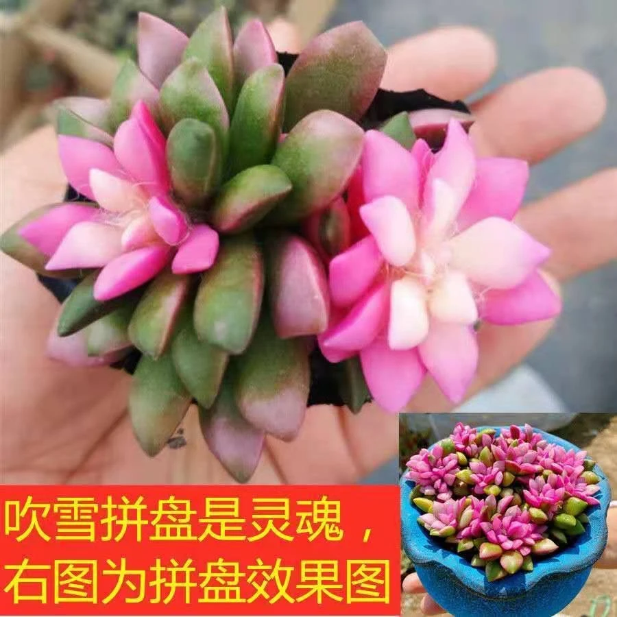 【推荐】吹雪之松锦多肉植物热门盆栽室内绿植花卉四季好养懒人花