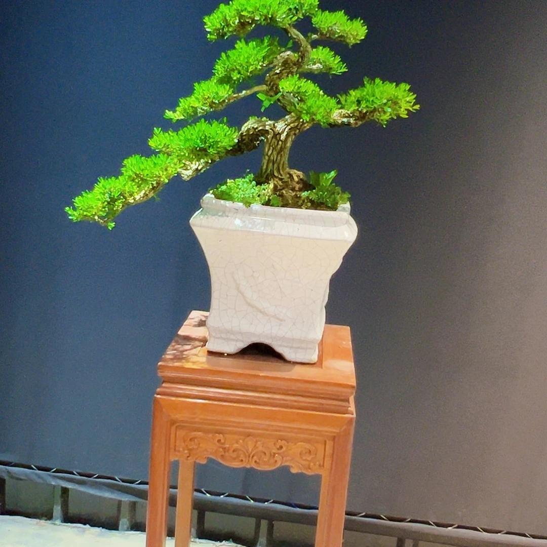 当前无花朵，栽培后可花朵