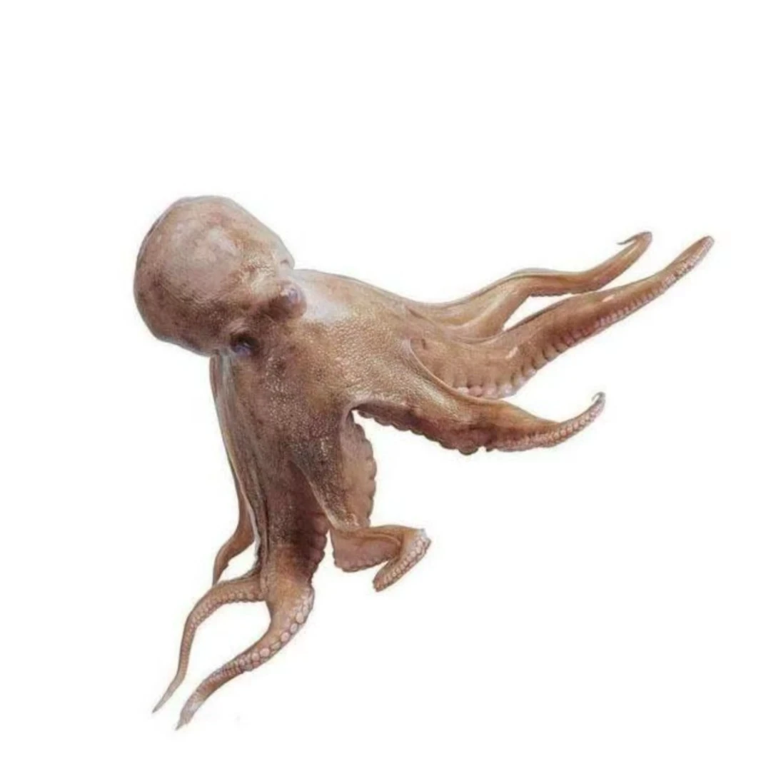 鲜活八爪鱼（散称450-550g）