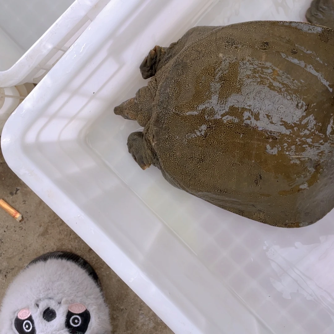 中国大陆野生甲鱼包邮