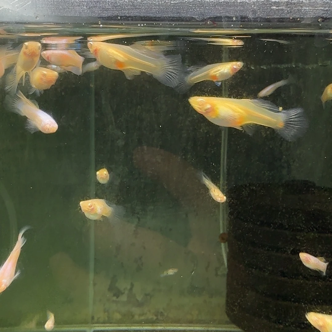 孔雀鱼熊猫白子一对