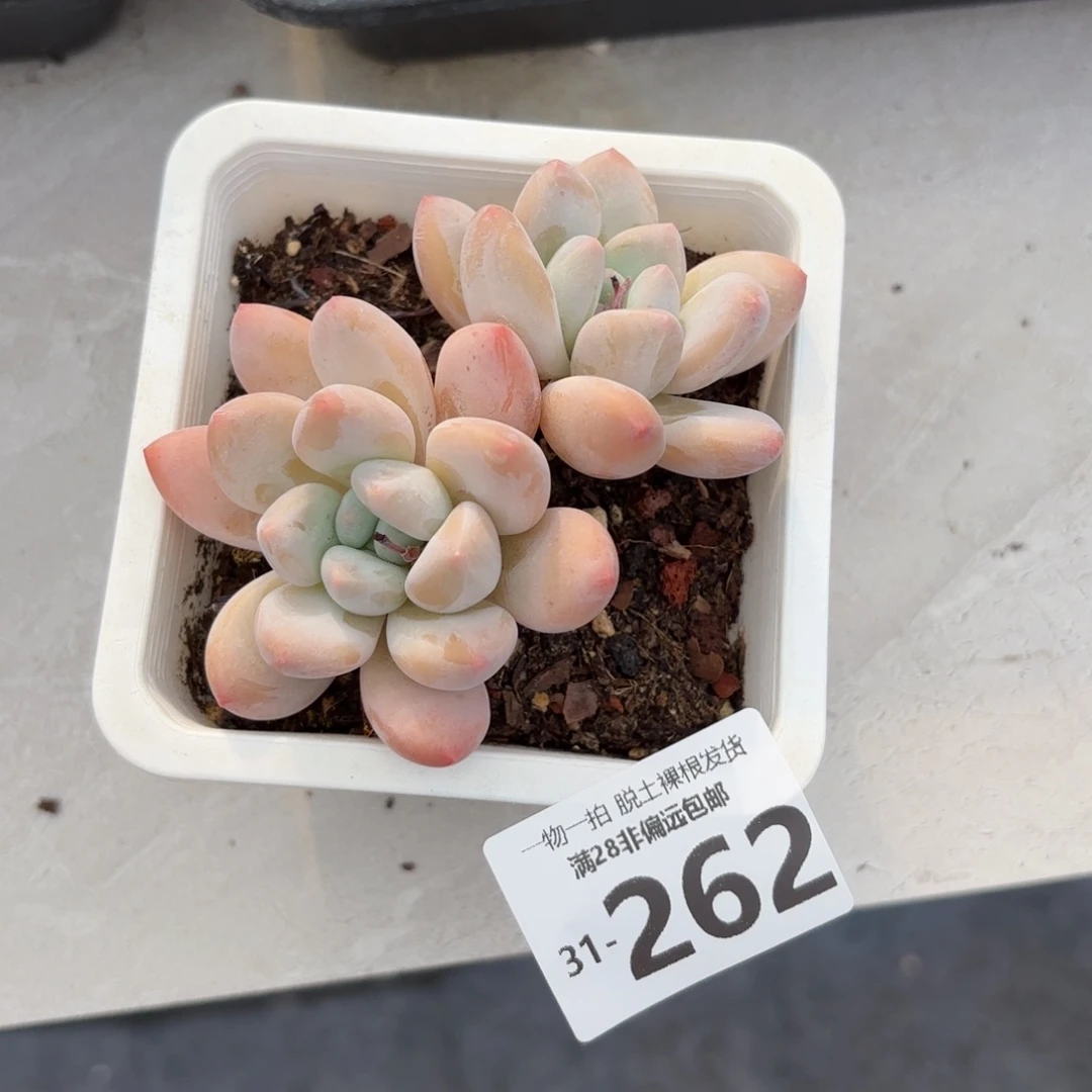 香水老桩多肉多肉多肉