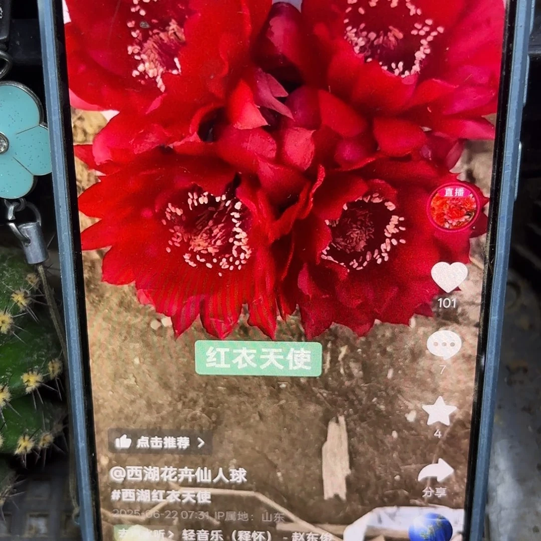 红衣天使无根侧牙四公分47