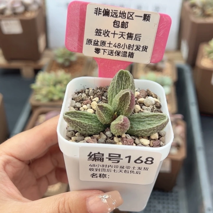 ?****?168胖伍多肉植物