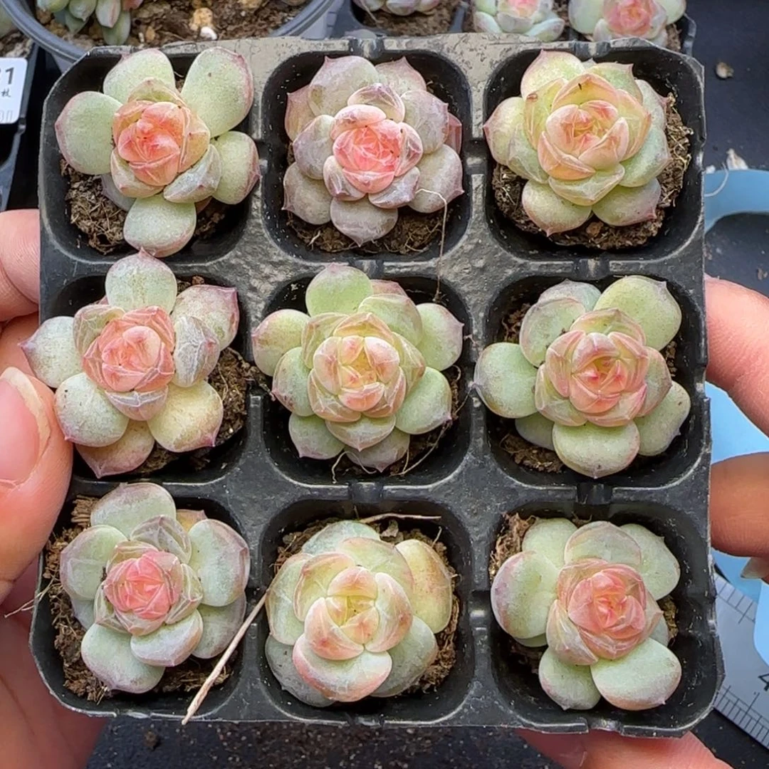 【满29还有非偏远】326九棵