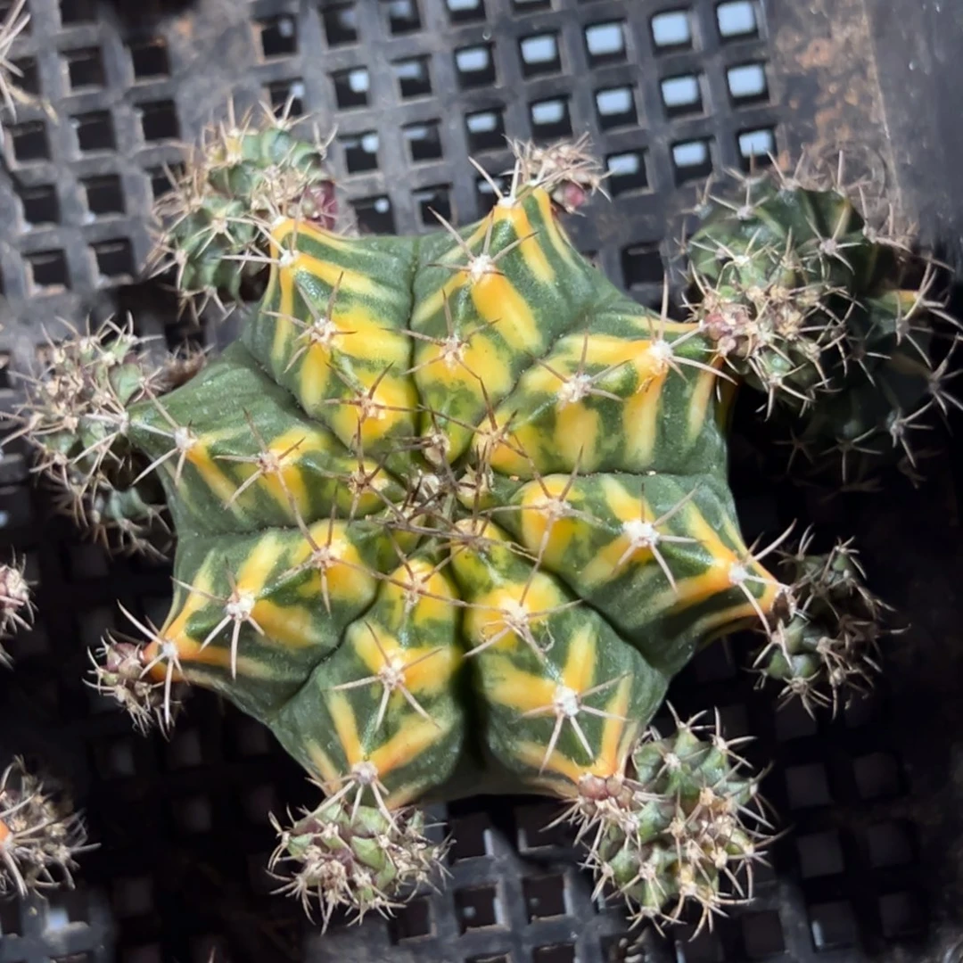 米哈锦侧芽自根脱土发货7