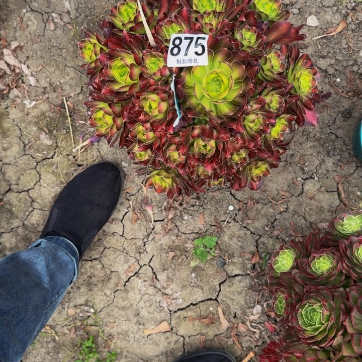 少华花29-9包邮花花