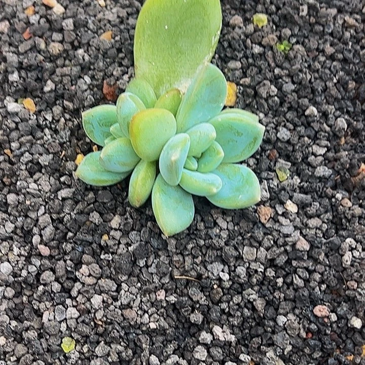 无****艾米丽苗苗苗11111