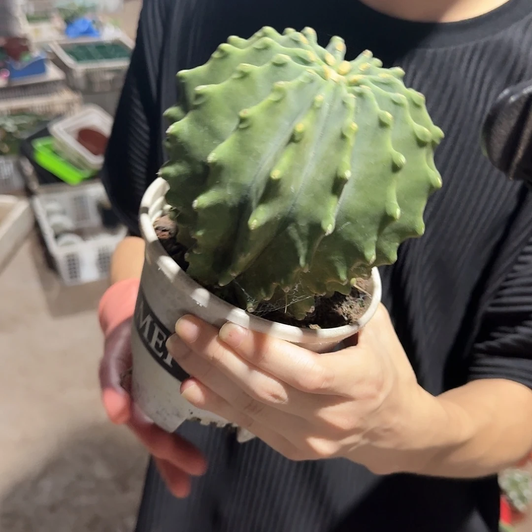 一行园艺【无刺王冠龙】